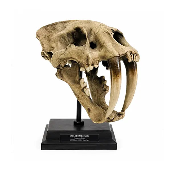 Mammals