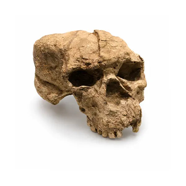 Human Origins