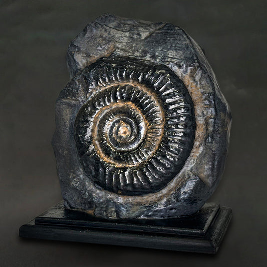 Ammonite Fossil A