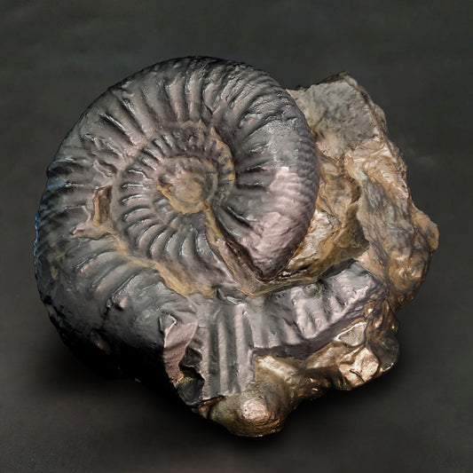 Ammonite Fossil B