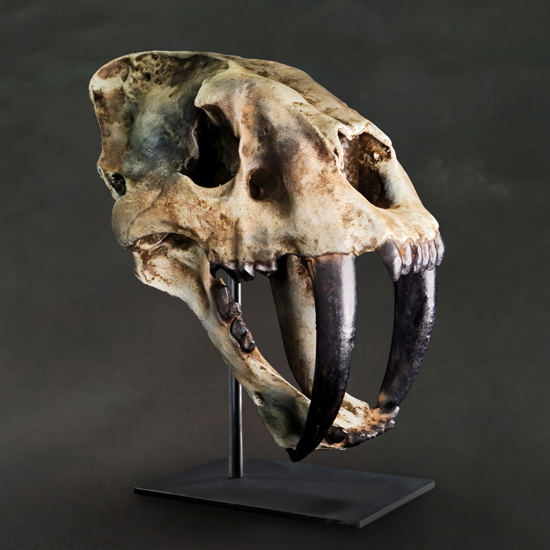 Smilodon - Saber Tooth Tiger Skull